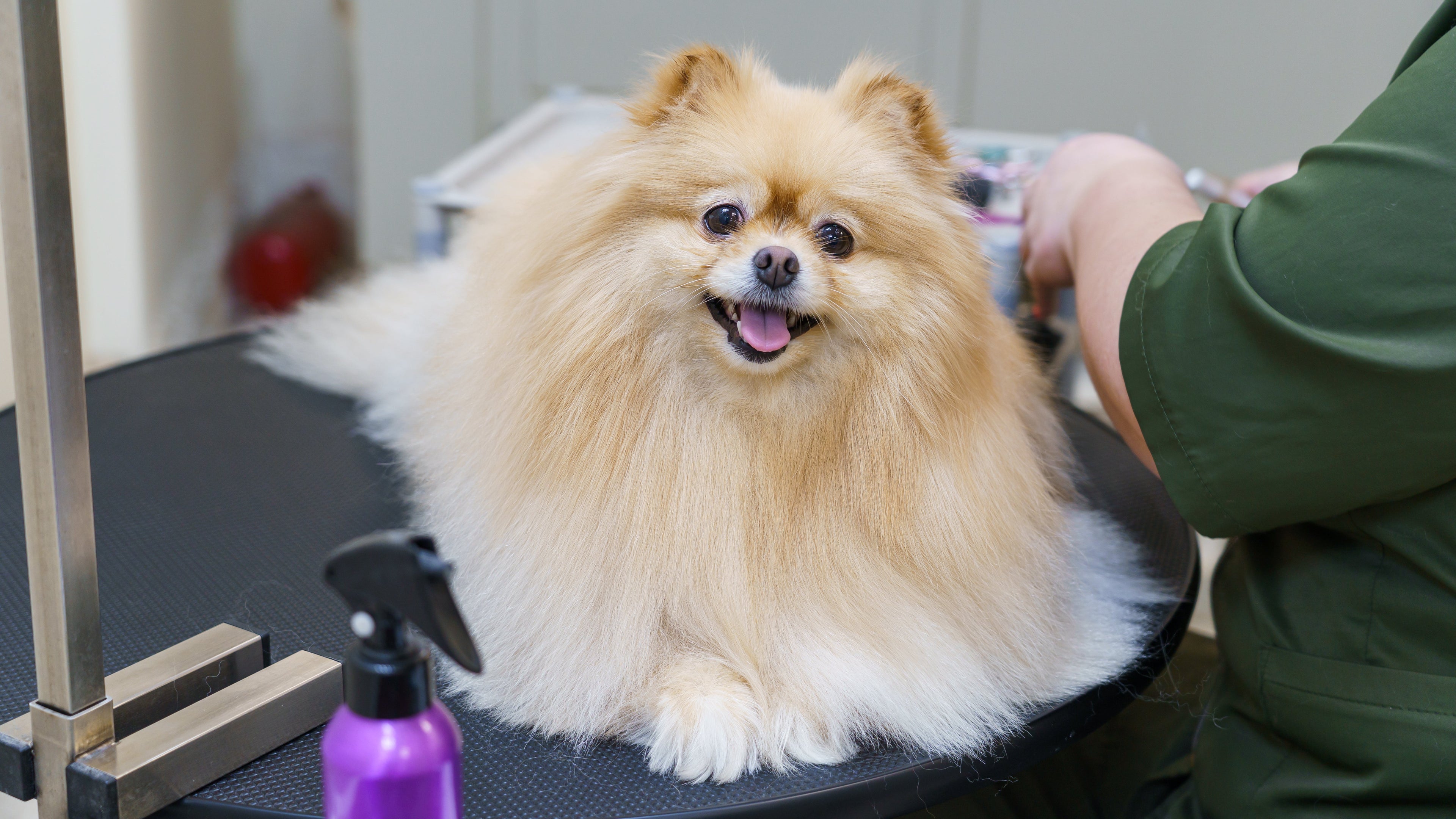 The Honest Groomer: Why 'Humanity Over Vanity' Matters