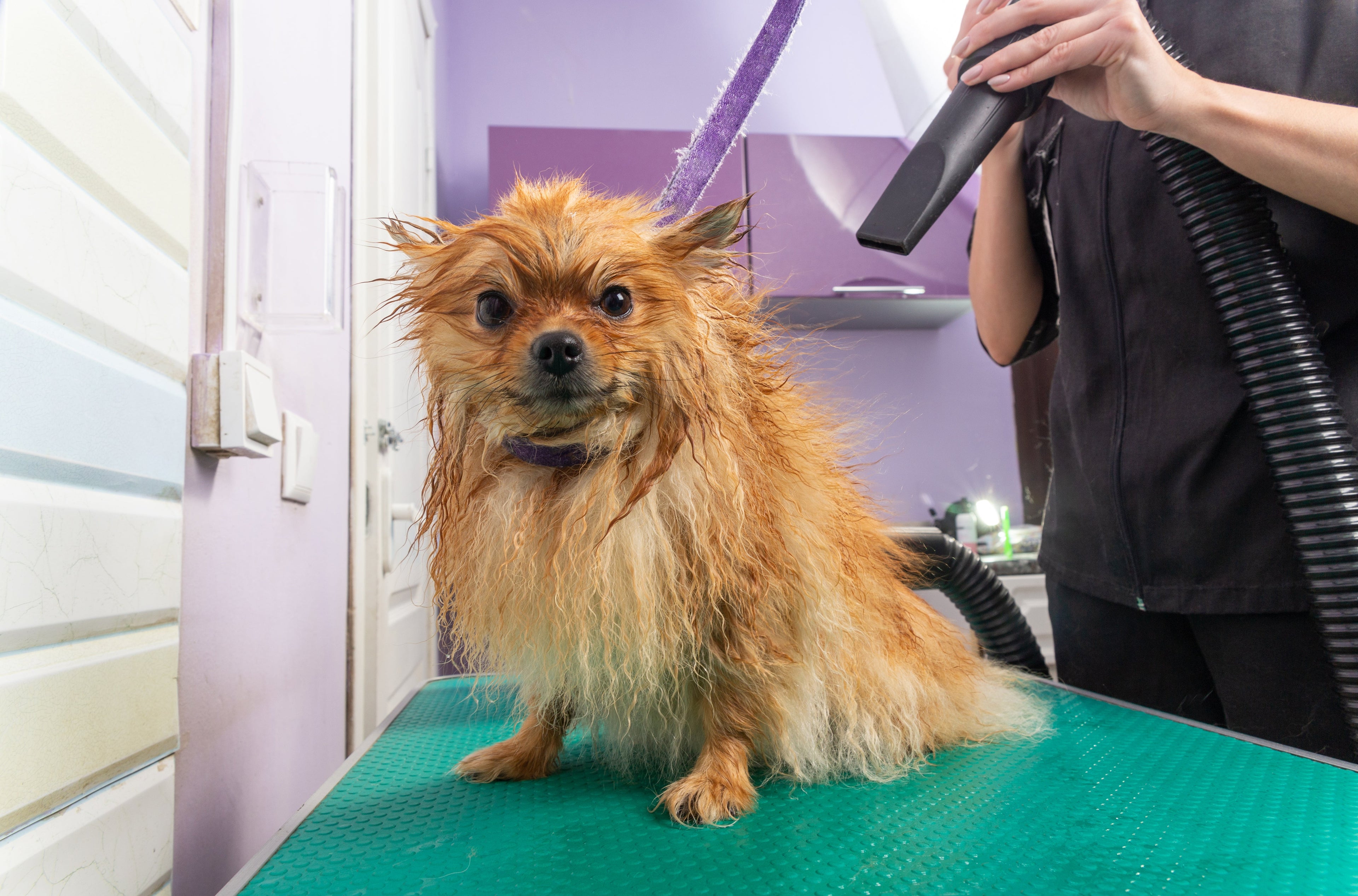 From Shaking to Snuggling: Reducing Grooming Anxiety