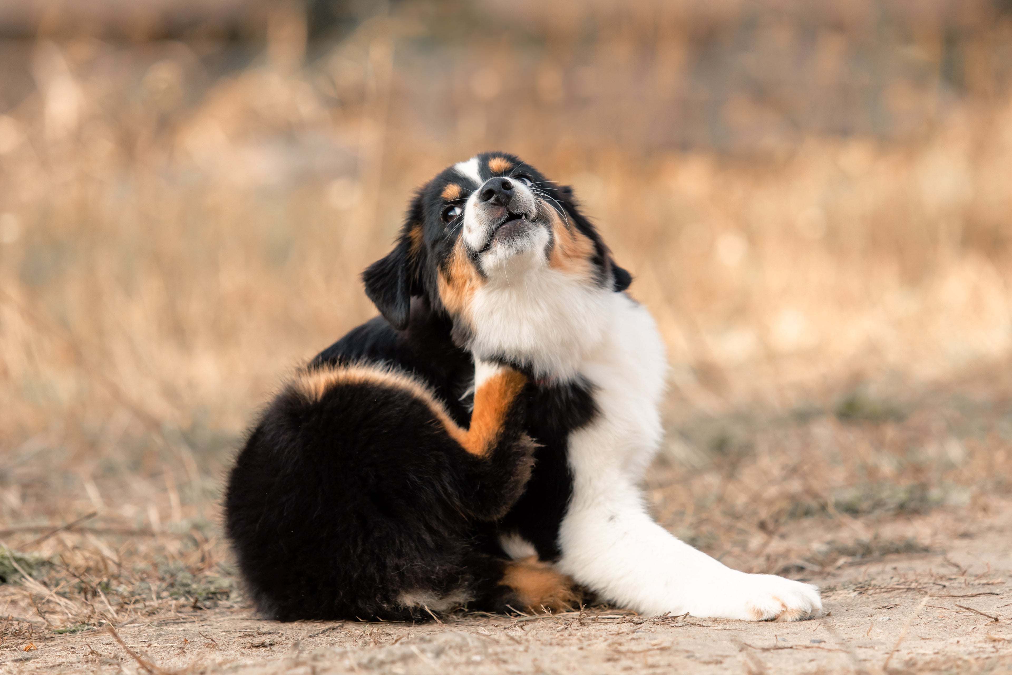 The Itchy Dog Dilemma: Why Ogden Pups Struggle in Dry Mountain Air